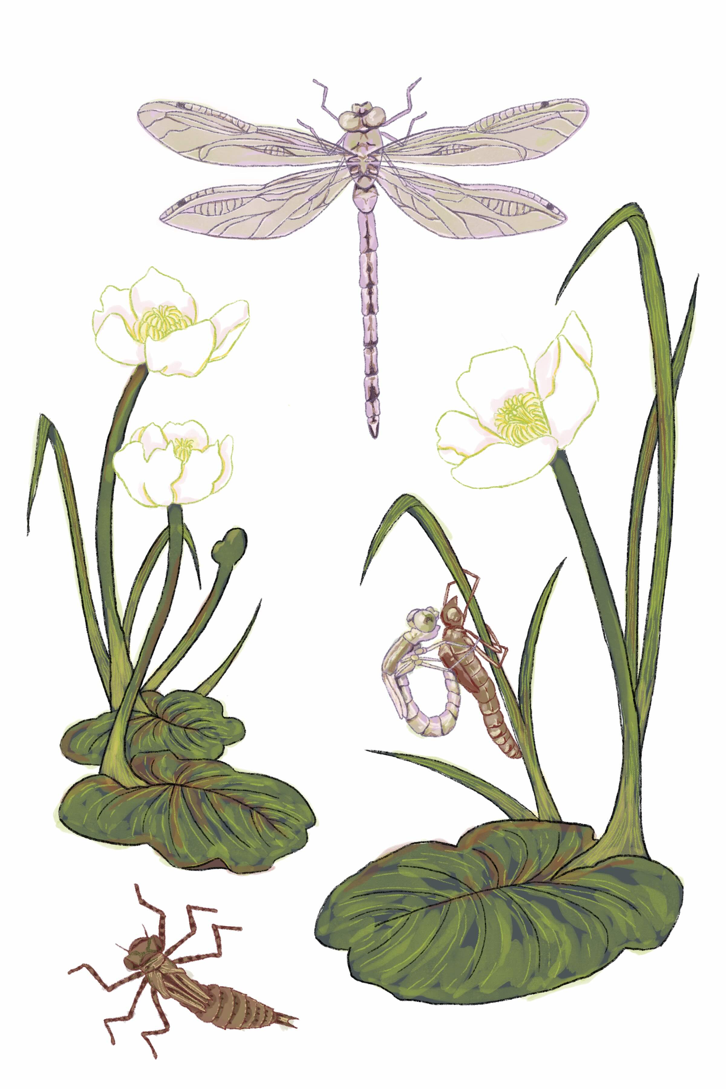a dragonfly life cycle display featuring a nymph, a dragonfly emerging from its exoskeleton, and a dragonfly in the air, surrounded by water plants